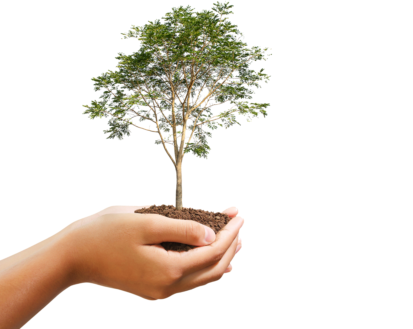 Main_Arbre_Smartphone